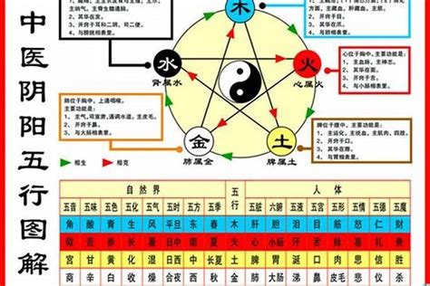 老鼠五行|生肖鼠五行属什么？从土到木，解密老鼠的五行属性